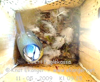 Blmeis. - Fuglekasse med kamera, flg med p livet i fuglekassa. -  Foto: Knut Ekanger