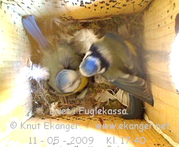 Blmeis. - Fuglekasse med kamera, flg med p livet i fuglekassa. -  Foto: Knut Ekanger