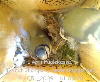Blmeis. - Fuglekasse med kamera, flg med p livet i fuglekassa. -  Foto: Knut Ekanger