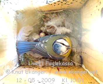 Blmeis. - Fuglekasse med kamera, flg med p livet i fuglekassa. -  Foto: Knut Ekanger