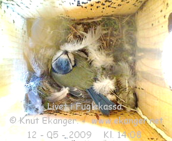 Blmeis. - Fuglekasse med kamera, flg med p livet i fuglekassa. -  Foto: Knut Ekanger