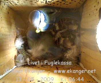 Blmeis. - Fuglekasse med kamera, flg med p livet i fuglekassa. -  Foto: Knut Ekanger