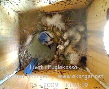Blmeis. - Fuglekasse med kamera, flg med p livet i fuglekassa. -  Foto: Knut Ekanger