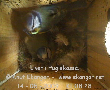 Blmeis. - Fuglekasse med kamera, flg med p livet i fuglekassa. -  Foto: Knut Ekanger