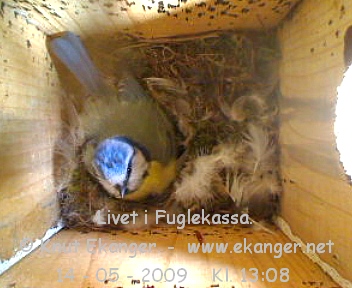 Blmeis. - Fuglekasse med kamera, flg med p livet i fuglekassa. -  Foto: Knut Ekanger