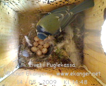 Blmeis. - Fuglekasse med kamera, flg med p livet i fuglekassa. -  Foto: Knut Ekanger