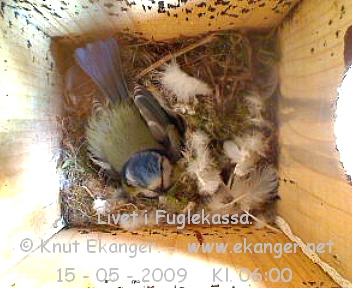 Blmeis. - Fuglekasse med kamera, flg med p livet i fuglekassa. -  Foto: Knut Ekanger