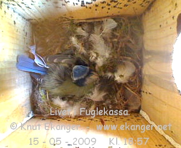 Blmeis. - Fuglekasse med kamera, flg med p livet i fuglekassa. -  Foto: Knut Ekanger