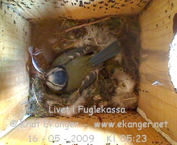 Blmeis. - Fuglekasse med kamera, flg med p livet i fuglekassa. -  Foto: Knut Ekanger