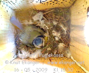 Blmeis. - Fuglekasse med kamera, flg med p livet i fuglekassa. -  Foto: Knut Ekanger