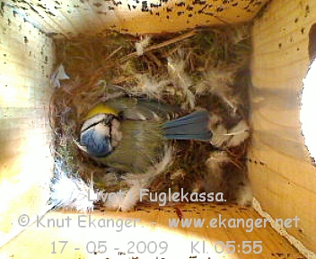 Blmeis. - Fuglekasse med kamera, flg med p livet i fuglekassa. -  Foto: Knut Ekanger