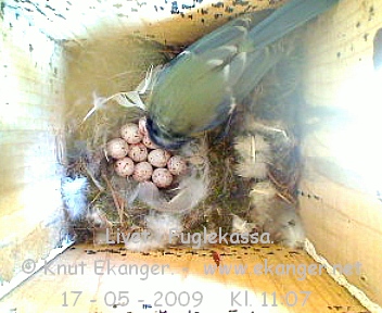 Blmeis. - Fuglekasse med kamera, flg med p livet i fuglekassa. -  Foto: Knut Ekanger