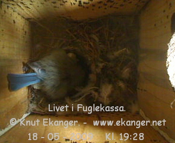 Blmeis. - Fuglekasse med kamera, flg med p livet i fuglekassa. -  Foto: Knut Ekanger