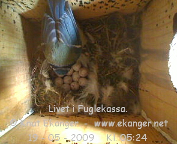 Blmeis. - Fuglekasse med kamera, flg med p livet i fuglekassa. -  Foto: Knut Ekanger
