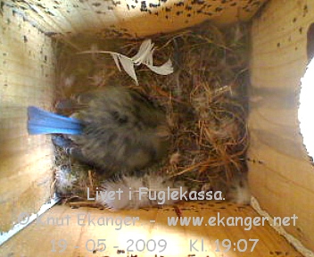 Blmeis. - Fuglekasse med kamera, flg med p livet i fuglekassa. -  Foto: Knut Ekanger