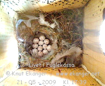 Blmeis. - Fuglekasse med kamera, flg med p livet i fuglekassa. -  Foto: Knut Ekanger