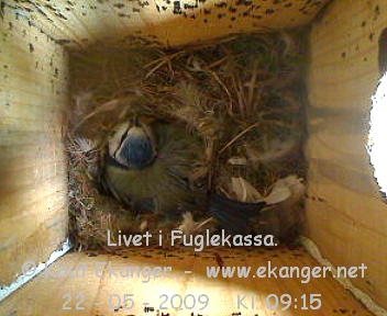 Blmeis. - Fuglekasse med kamera, flg med p livet i fuglekassa. -  Foto: Knut Ekanger