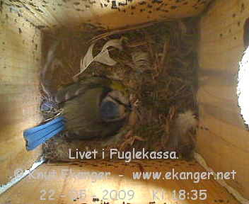 Blmeis. - Fuglekasse med kamera, flg med p livet i fuglekassa. -  Foto: Knut Ekanger