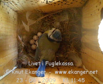 Blmeis. - Fuglekasse med kamera, flg med p livet i fuglekassa. -  Foto: Knut Ekanger
