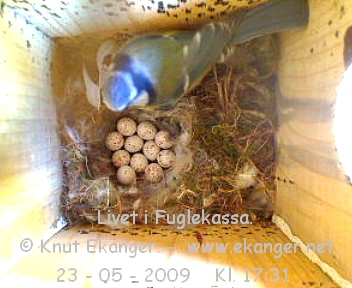 Blmeis. - Fuglekasse med kamera, flg med p livet i fuglekassa. -  Foto: Knut Ekanger