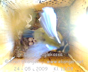 Blmeis. - Fuglekasse med kamera, flg med p livet i fuglekassa. -  Foto: Knut Ekanger