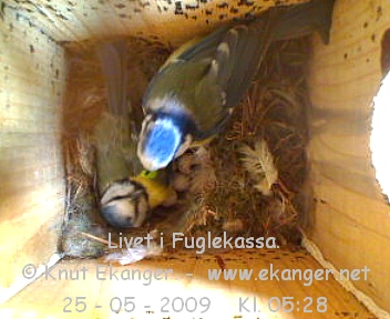 Blmeiser. - Fuglekasse med kamera, flg med p livet i fuglekassa. -  Foto: Knut Ekanger