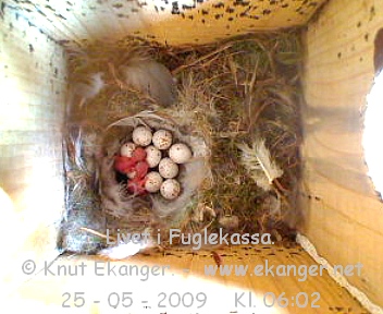 Blmeisunger. - Fuglekasse med kamera, flg med p livet i fuglekassa. -  Foto: Knut Ekanger