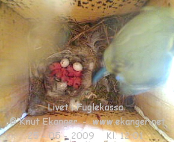 Blmeis med unger. - Fuglekasse med kamera, flg med p livet i fuglekassa. -  Foto: Knut Ekanger
