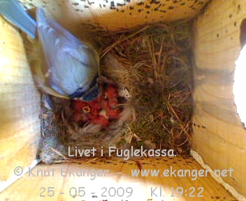 Blmeis med unger. - Fuglekasse med kamera, flg med p livet i fuglekassa. -  Foto: Knut Ekanger