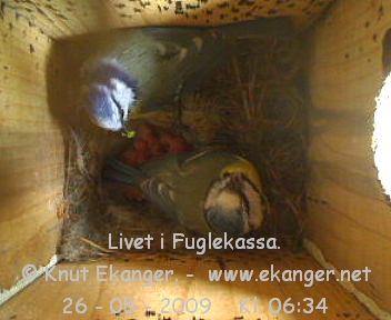 Blmeiser med unger. - Fuglekasse med kamera, flg med p livet i fuglekassa. -  Foto: Knut Ekanger