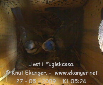 Blmeiser med unger. - Fuglekasse med kamera, flg med p livet i fuglekassa. -  Foto: Knut Ekanger