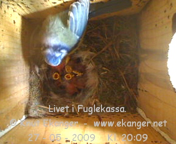 Blmeis med unger. - Fuglekasse med kamera, flg med p livet i fuglekassa. -  Foto: Knut Ekanger