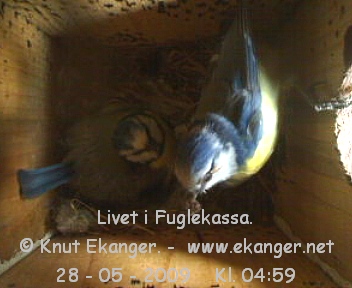 Blmeiser med unger. - Fuglekasse med kamera, flg med p livet i fuglekassa. -  Foto: Knut Ekanger