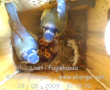 Blmeiser med unger. - Fuglekasse med kamera, flg med p livet i fuglekassa. -  Foto: Knut Ekanger
