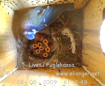 Blmeis med unger. - Fuglekasse med kamera, flg med p livet i fuglekassa. -  Foto: Knut Ekanger