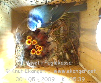 Blmeis med unger. - Fuglekasse med kamera, flg med p livet i fuglekassa. -  Foto: Knut Ekanger