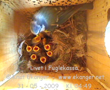 Blmeis med unger. - Fuglekasse med kamera, flg med p livet i fuglekassa. -  Foto: Knut Ekanger