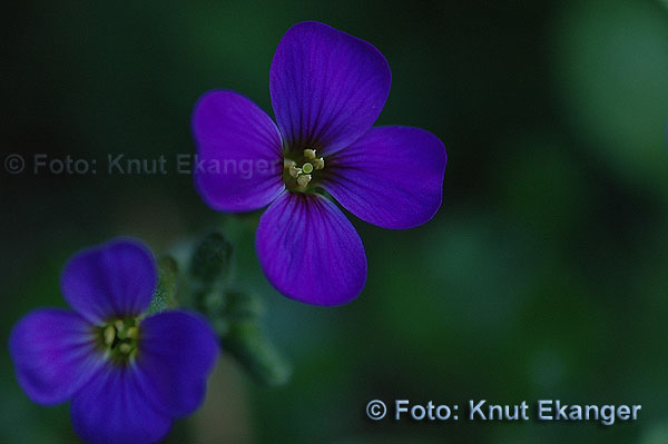 D70ke_2005_DSC_5675