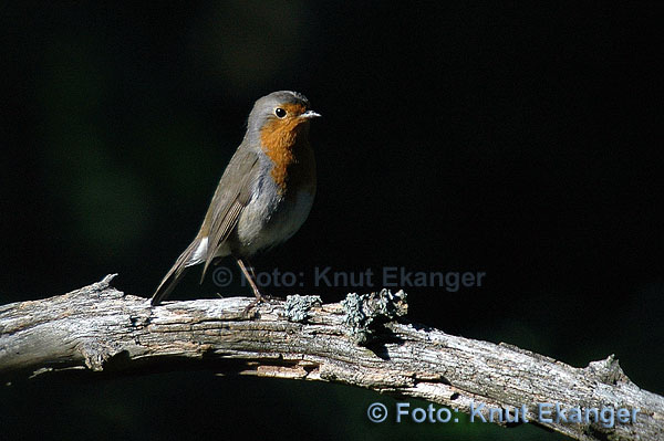 D70ke_2005_DSC_6111