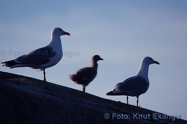 D70ke_2005_DSC_7926