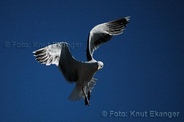DSC_8746-600-nett