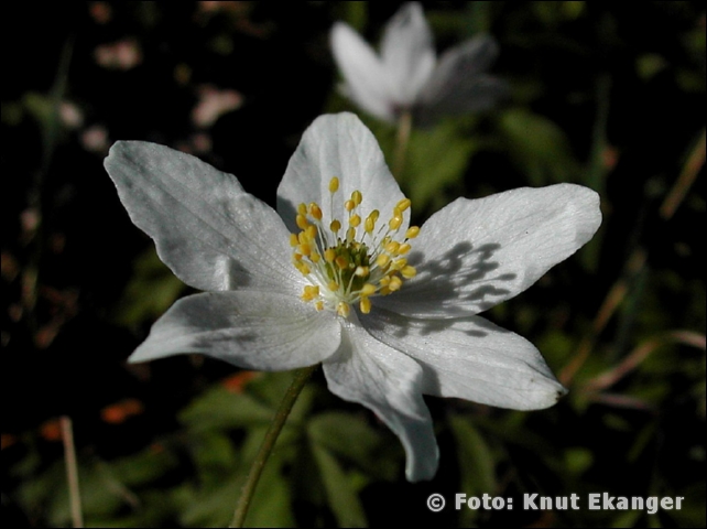 Nikon885ke_0009