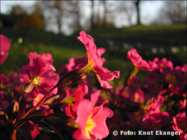 Nikon885ke_0011