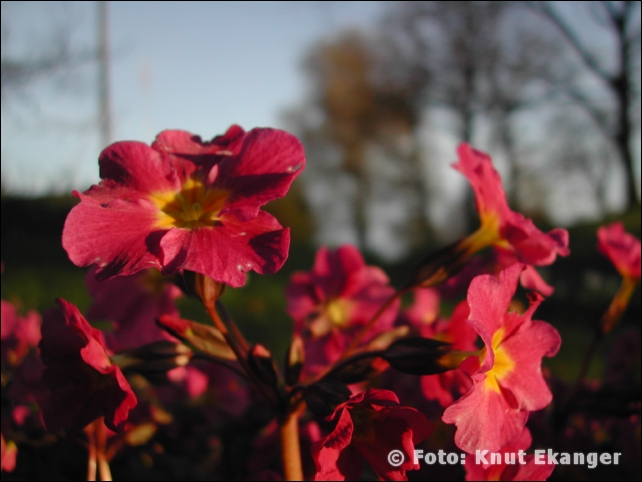 Nikon885ke_0012