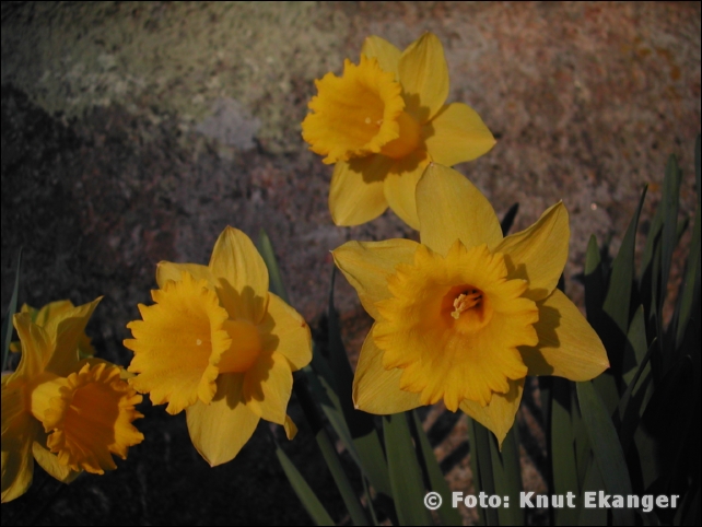 Nikon885ke_0013