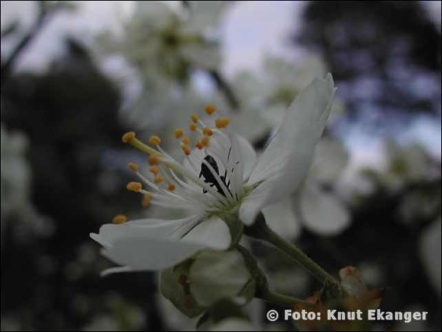 Nikon885ke_0017