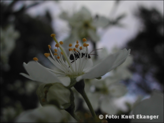 Nikon885ke_0018