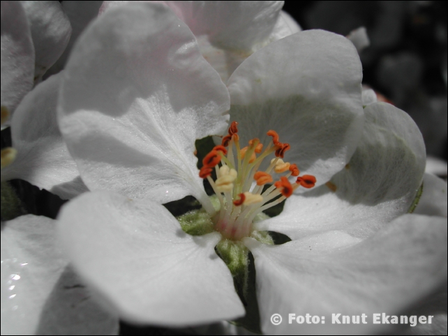 Nikon885ke_0019