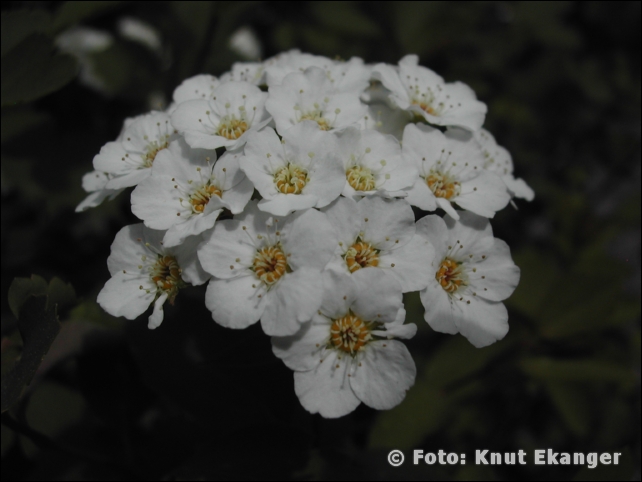 Nikon885ke_0023