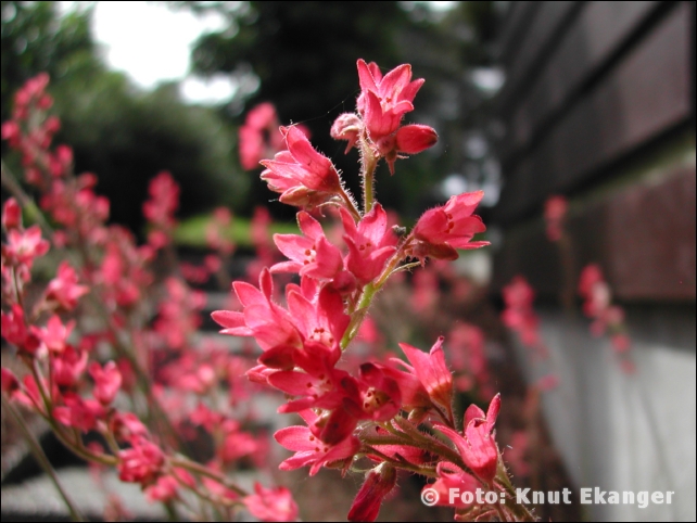 Nikon885ke_0027